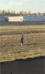 Red-tailed hawk sitting on taxiway light