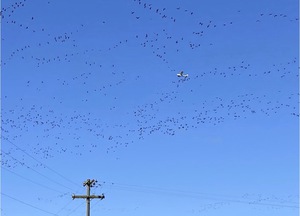 Small plane surrounded by geese