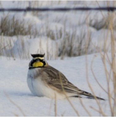 Streaked horned lark in snow